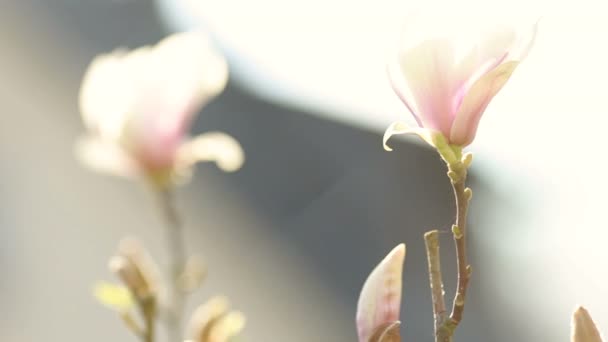 Magnololia en lente Duitsland — Stockvideo