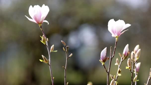 Magnololia y primavera Alemania — Vídeo de stock