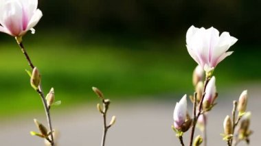 Magnololia ve bahar Almanya