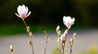 Magnololia ve bahar Almanya