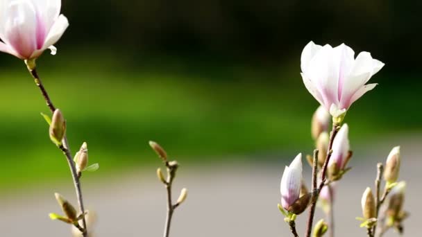 Magnololia ve bahar Almanya — Stok video