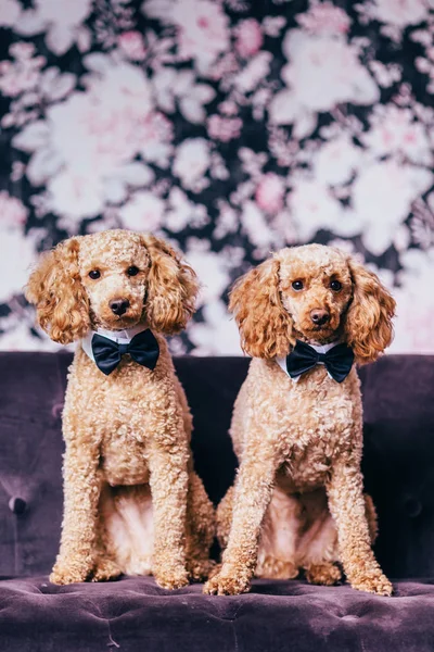 Two brothers poodle together — Stock Photo, Image