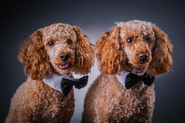 Two brothers poodle together — Stock Photo, Image