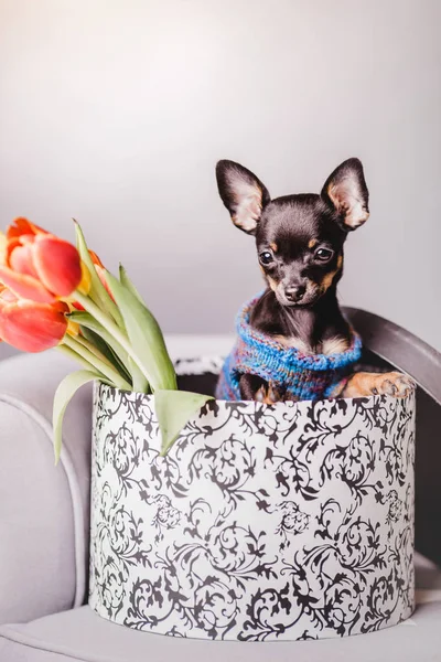 Chihuahua puppy psem — Zdjęcie stockowe