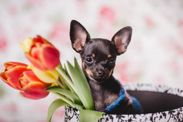 küçük chihuahua köpek yavrusu köpek