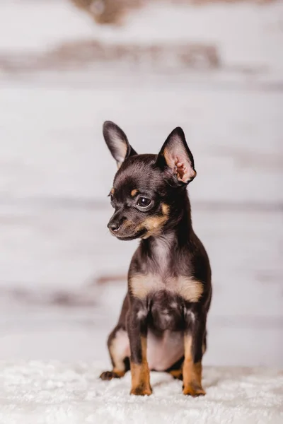 Chihuahua puppy psem — Zdjęcie stockowe