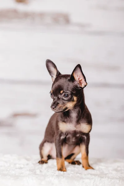 Kis Csivava kölyök kutya — Stock Fotó