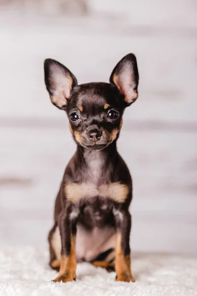 küçük chihuahua köpek yavrusu köpek