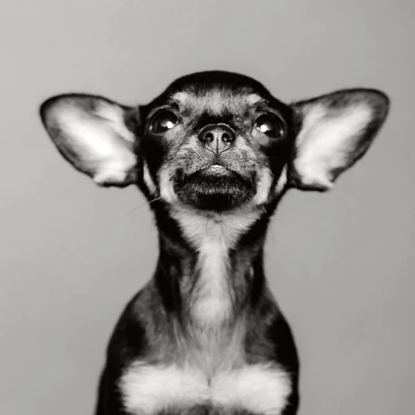 Chihuahua puppy psem — Zdjęcie stockowe