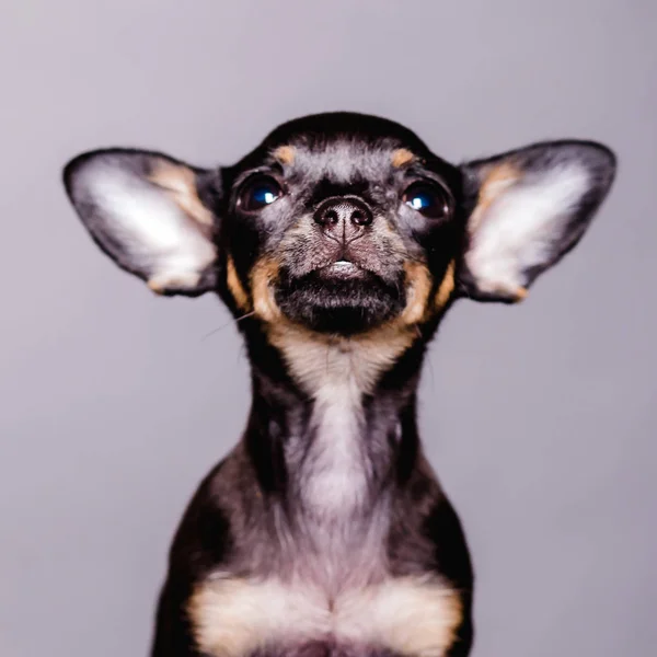 Küçük chihuahua köpek yavrusu köpek — Stok fotoğraf