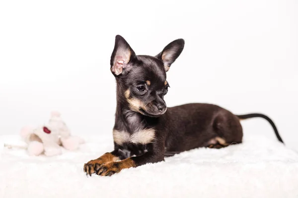 Chihuahua puppy psem — Zdjęcie stockowe