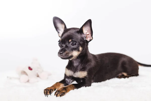 Chihuahua puppy psem — Zdjęcie stockowe