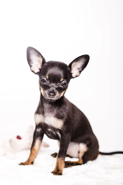 Chihuahua puppy psem — Zdjęcie stockowe