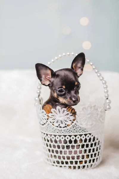 Chihuahua puppy psem — Zdjęcie stockowe