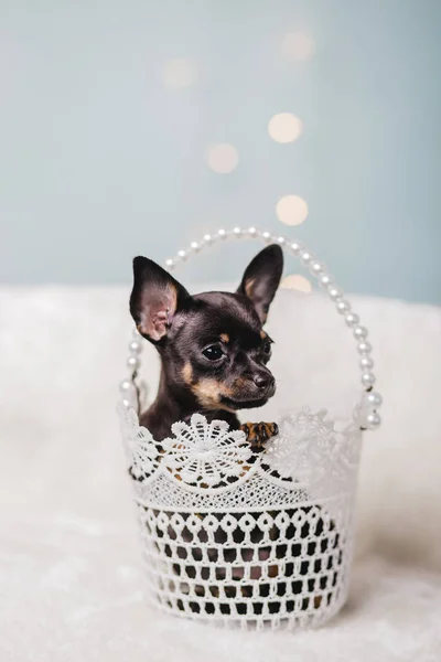 Chihuahua puppy psem — Zdjęcie stockowe