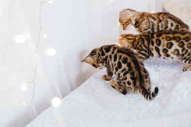Bengal cats babys leopar