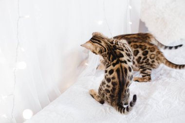 Bengal cats babys leopar