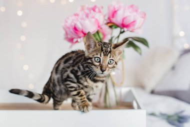 Bengal cats babys leopar