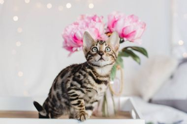 Bengal cats babys leopar