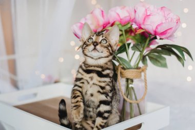 Bengal cats babys leopar