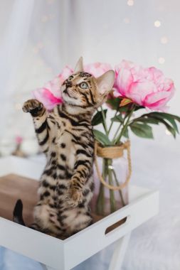 Bengal cats babys leopar