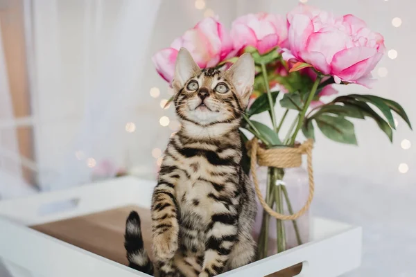 Bengal cats babys leopar