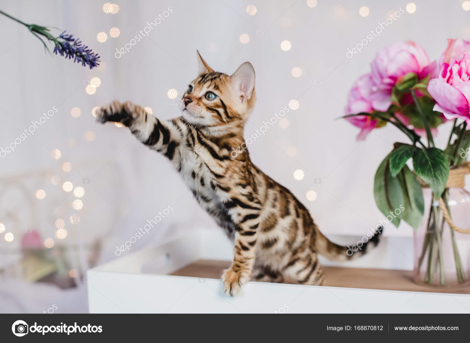 Léopard De Babys Chats Bengal Photographie Lelik83