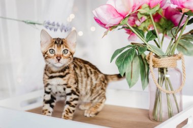 Bengal cats babys leopar