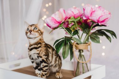 Bengal cats babys leopar