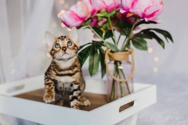 Bengal cats babys leopar