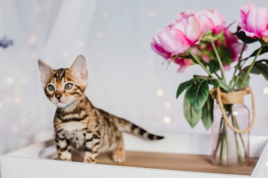 Bengal cats babys leopar