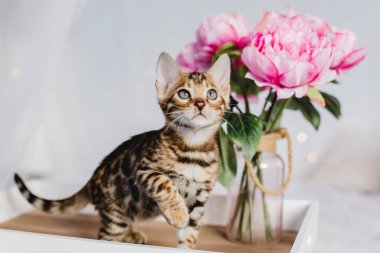 Bengal cats babys leopar