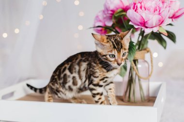 Bengal cats babys leopar