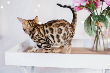 Bengal cats babys leopar