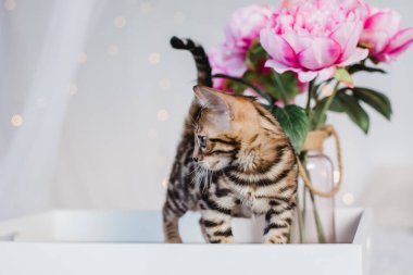 Bengal cats babys leopar