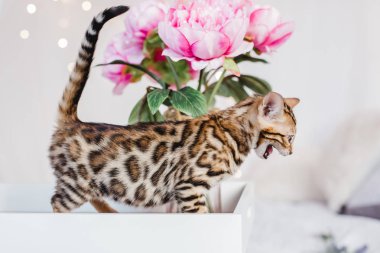 Bengal cats babys leopar