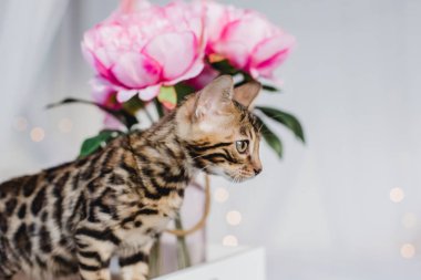 Bengal cats babys leopar