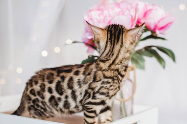 Bengal cats babys leopar