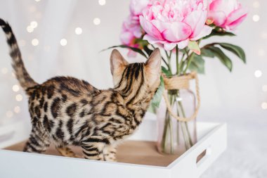 Bengal cats babys leopar