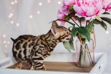 Bengal cats babys leopar