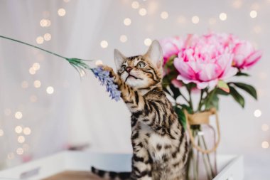 Bengal cats babys leopar