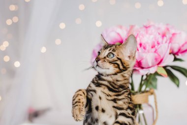 Bengal cats babys leopar