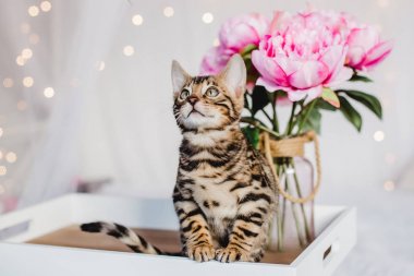 Bengal cats babys leopar