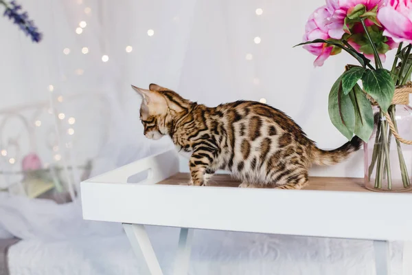 Bengal cats babys leopar