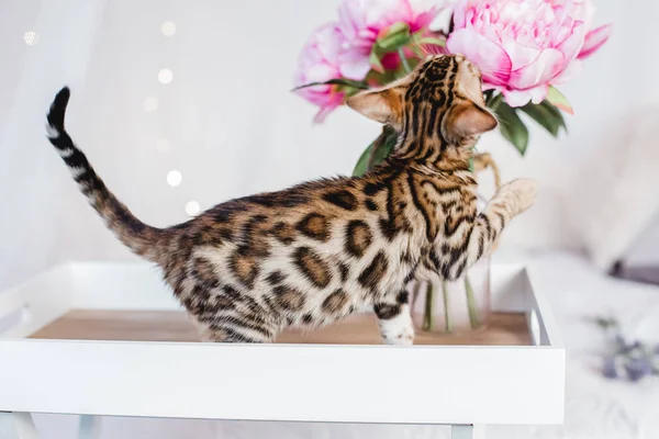 Bengália macskák babys leopárd — Stock Fotó