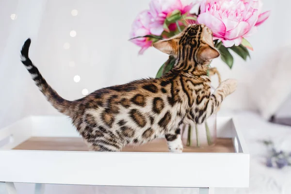 Bengal cats babys leopar