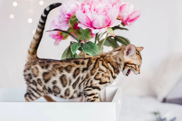 Bengal cats babys leopar