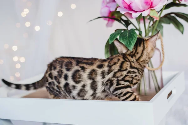 Bengal cats babys leopar