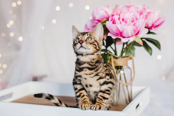 Bengal cats babys leopar