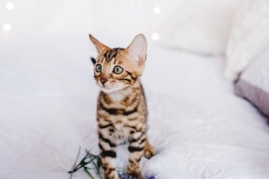 Bengal cats babys leopar
